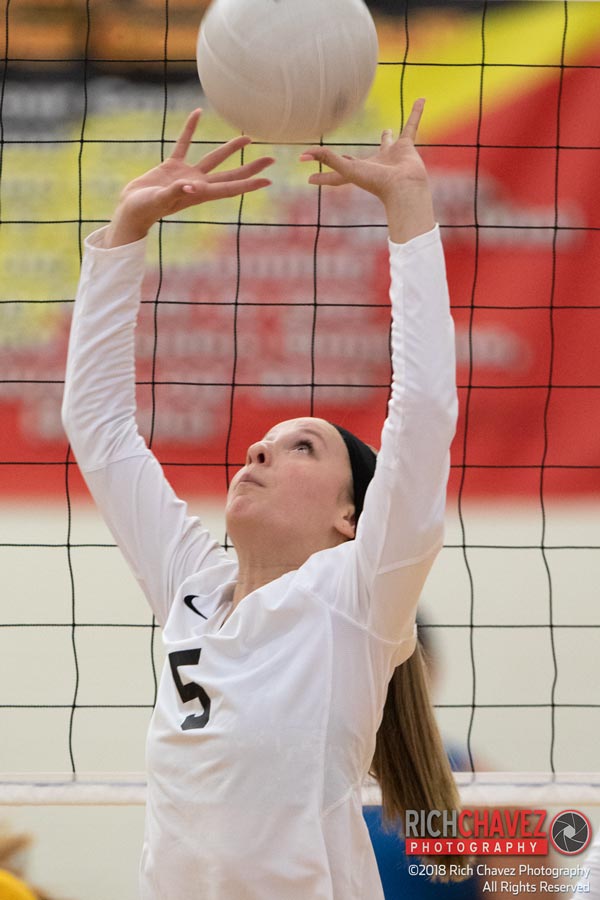 Hobbs setter Sydney Norma